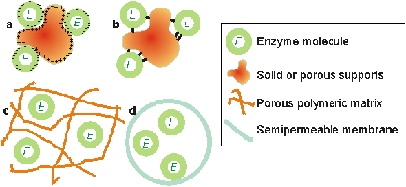 Immobilized Enzyme